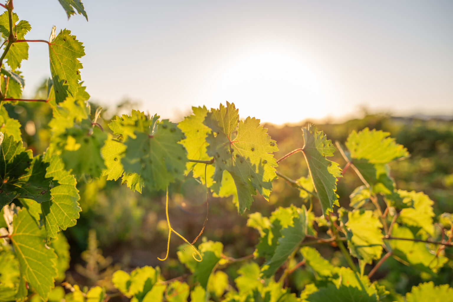 Les Vins Rouges Ch Teau Bon Baron